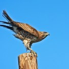 Sainson's Hawk